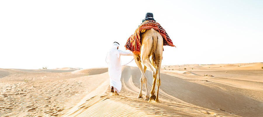 un camello en Dubai