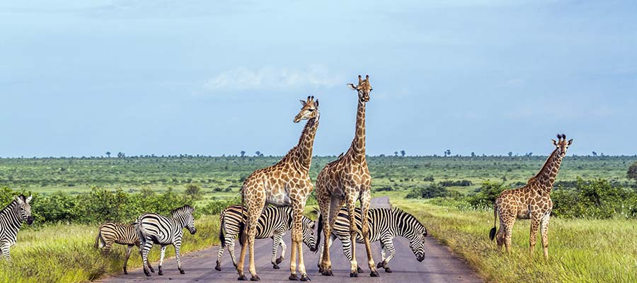 Una familia de jirafa atravesando la carretera